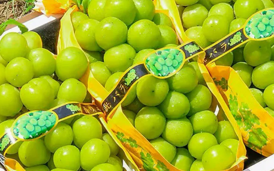 サンシャインローズブドウ 新鮮な果物 ヒメ王ブドウ グリーングレープ 大粒 一串 中国産 一箱 批發